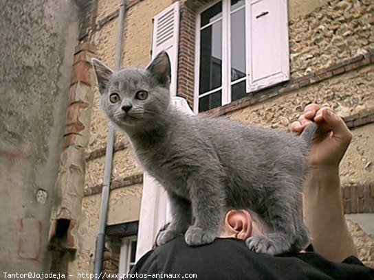 Photo de Chartreux