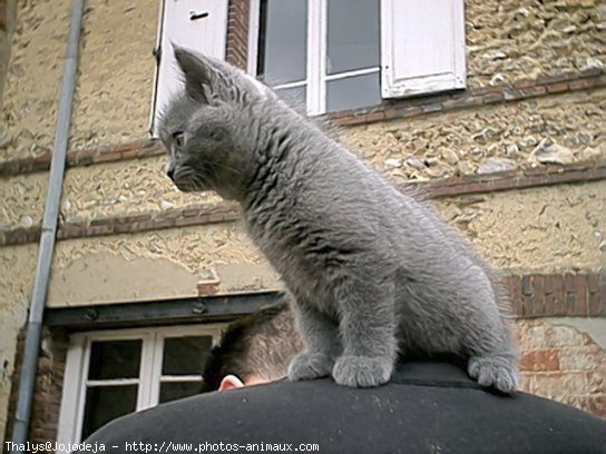 Photo de Chartreux