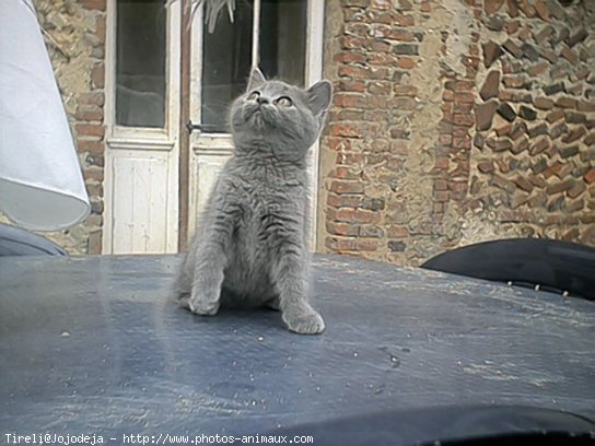 Photo de Chartreux