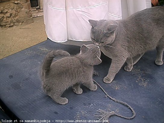 Photo de Chartreux