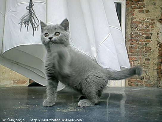 Photo de Chartreux