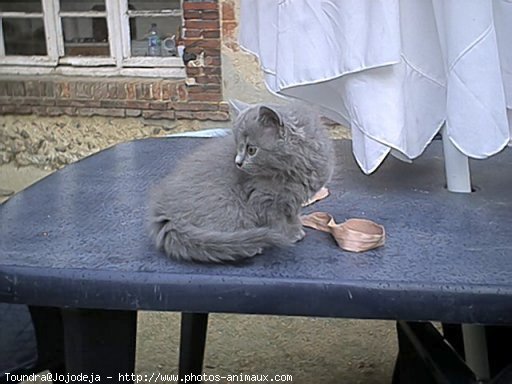 Photo de Chartreux