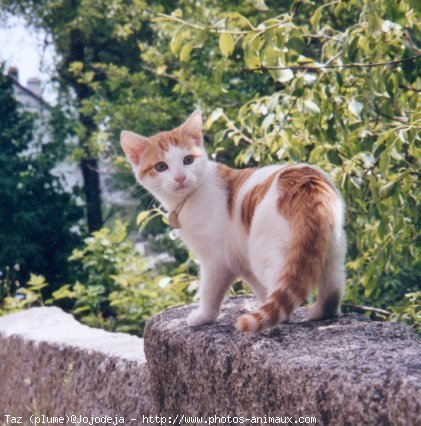 Photo de Chat domestique