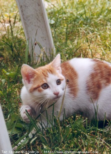 Photo de Chat domestique