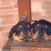 Photo de Rottweiler