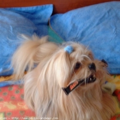 Photo de Shih tzu