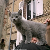 Photo de Chartreux