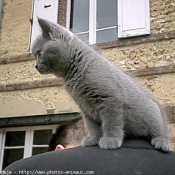 Photo de Chartreux