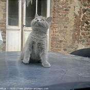 Photo de Chartreux