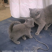 Photo de Chartreux