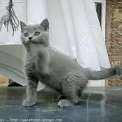 Photo de Chartreux