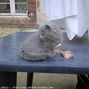 Photo de Chartreux