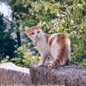 Photo de Chat domestique