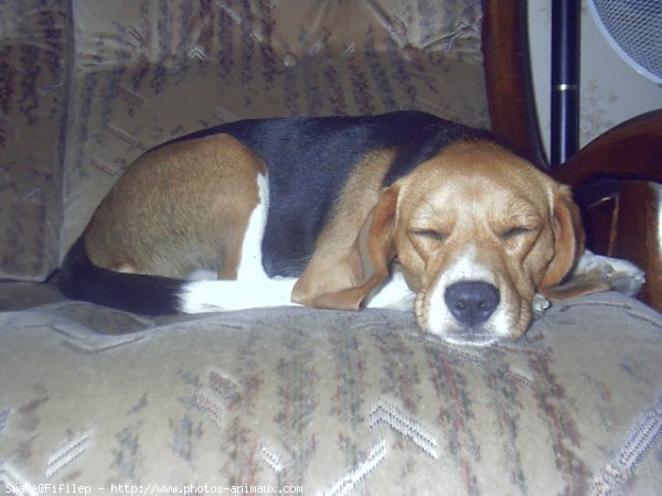 Photo de Beagle