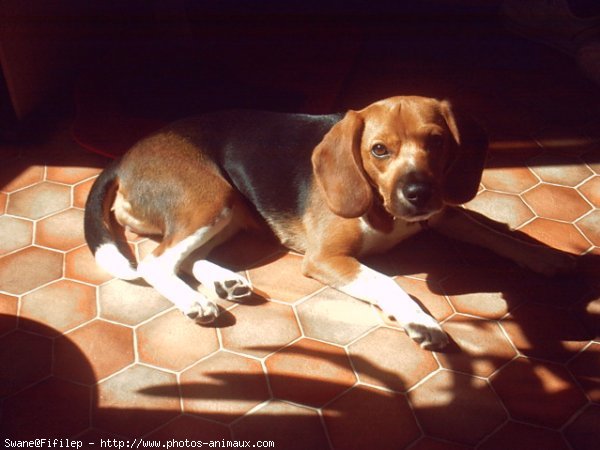 Photo de Beagle