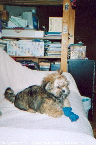 Photo de Lhassa apso