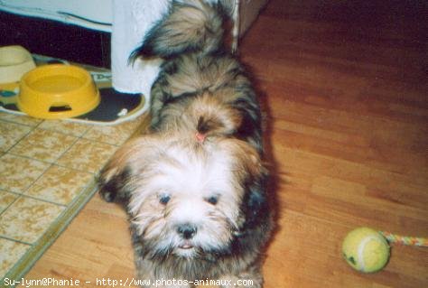 Photo de Lhassa apso