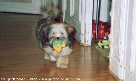 Photo de Lhassa apso