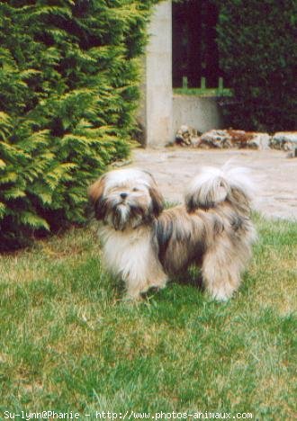 Photo de Lhassa apso