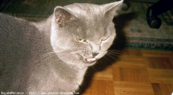 Photo de Chartreux