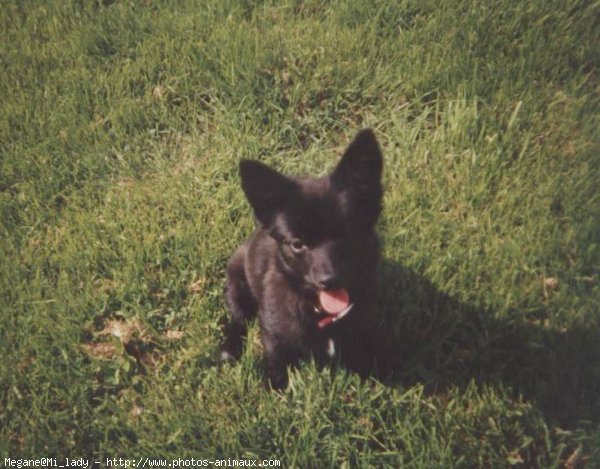 Photo de Chihuahua  poil court