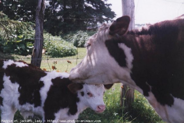 Photo de Vache