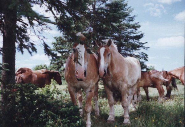 Photo de Percheron