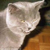 Photo de Chartreux