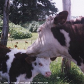 Photo de Vache