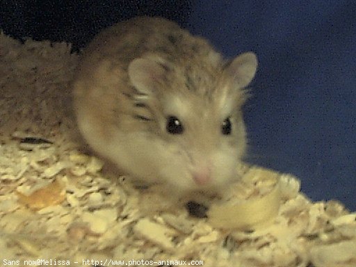 Photo de Hamster