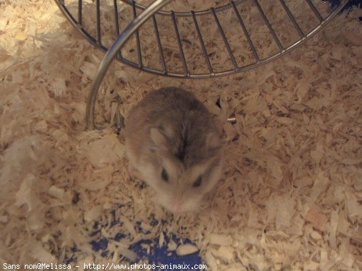 Photo de Hamster