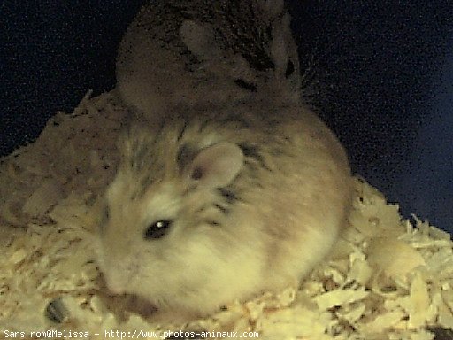 Photo de Hamster