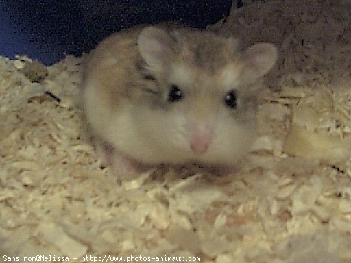 Photo de Hamster