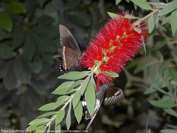 Photo de Papillon