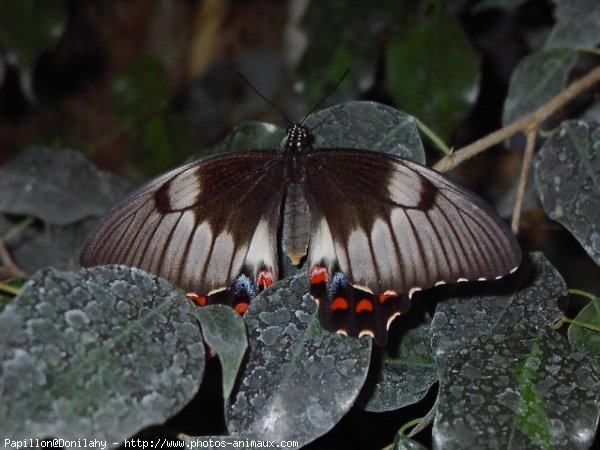 Photo de Papillon