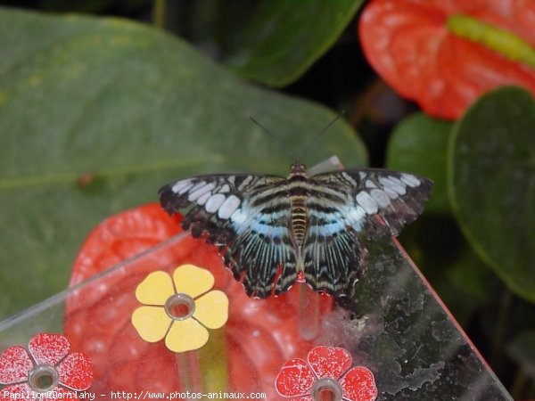 Photo de Papillon