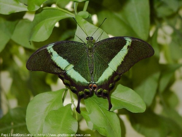 Photo de Papillon