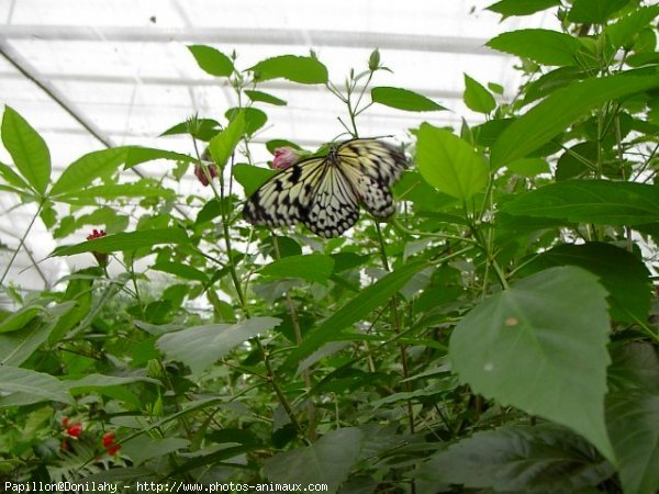 Photo de Papillon