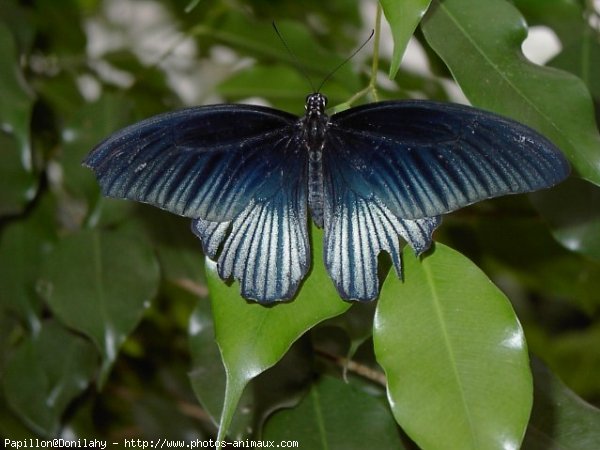 Photo de Papillon