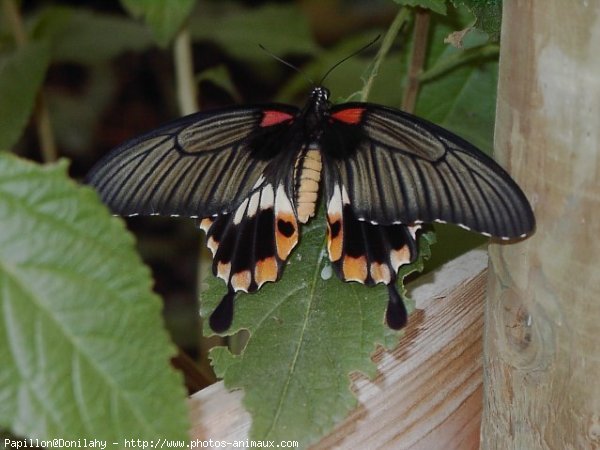 Photo de Papillon