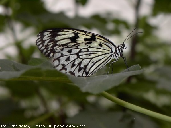 Photo de Papillon