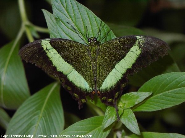 Photo de Papillon