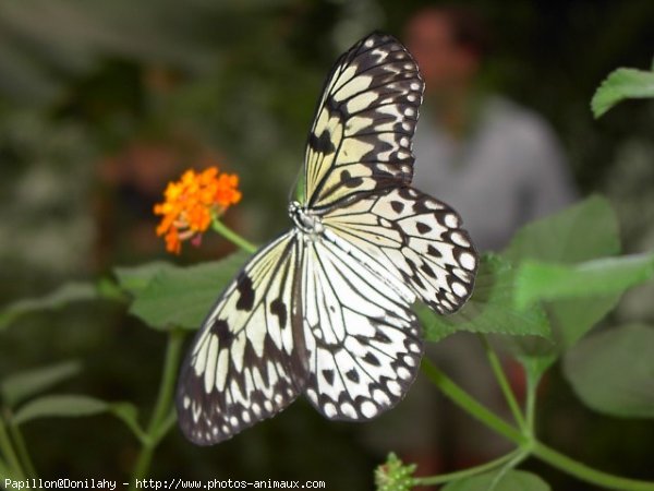 Photo de Papillon