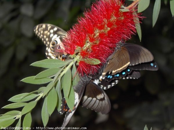 Photo de Papillon