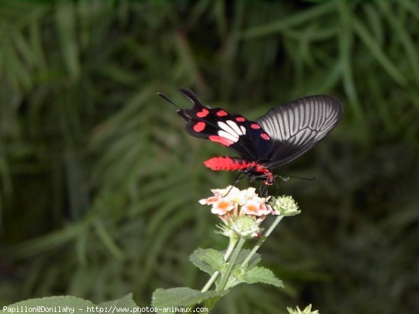 Photo de Papillon