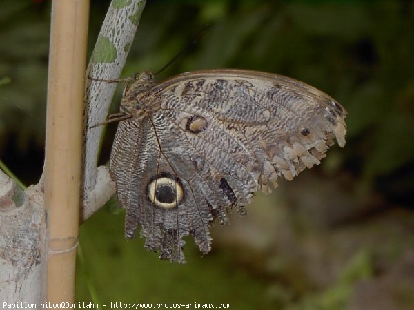 Photo de Papillon