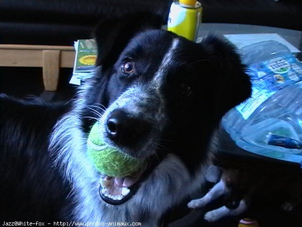 Photo de Border collie