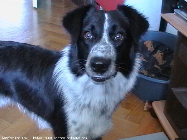 Photo de Border collie