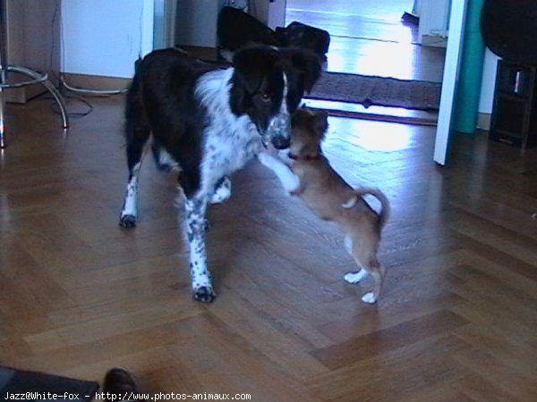 Photo de Border collie