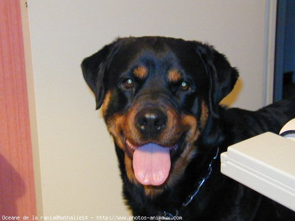 Photo de Rottweiler